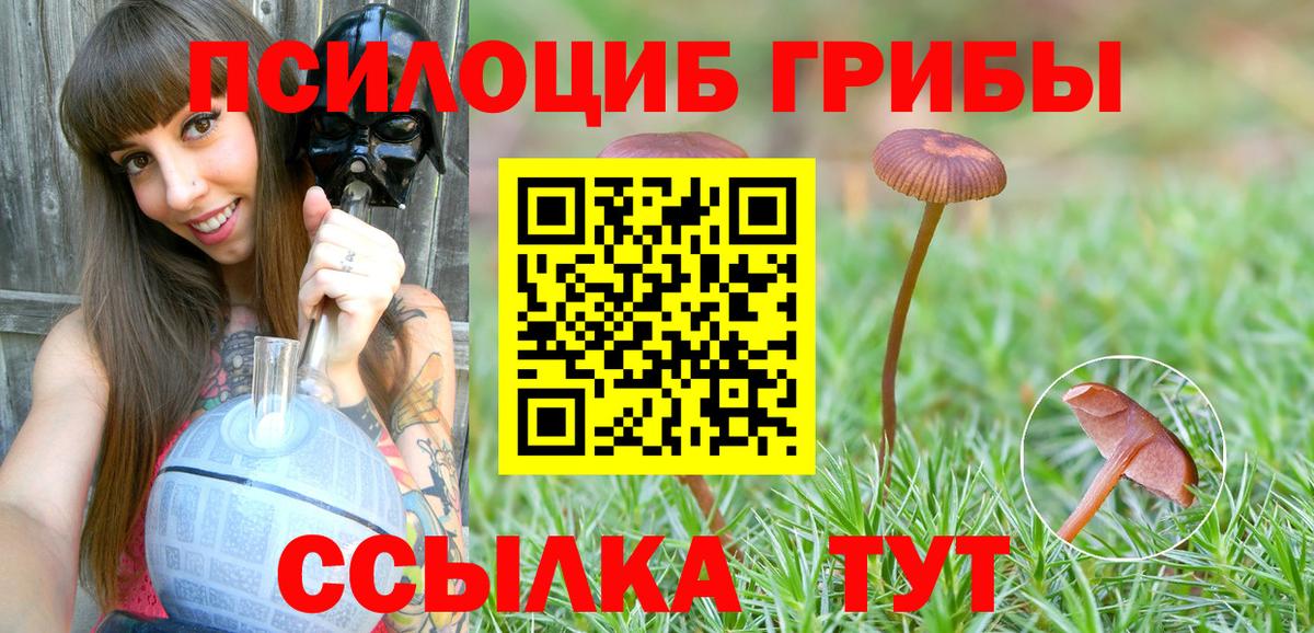 Псилоцибиновые грибы Psilocybe Лабытнанги